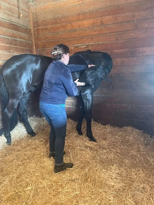 osteopathie equine loire